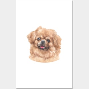 Tibetan Spaniel Watercolor Art Posters and Art